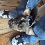 Un Jack-A-Ranian au pelage noir et fauve, aux oreilles dress&eacute;es, est assis entre les pieds de son propri&eacute;taire et porte un habit blanc-noir.