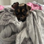 Un Jack-A-Ranian de pelage noir et fauve allong&eacute; sous une couverture et qui regarde la cam&eacute;ra