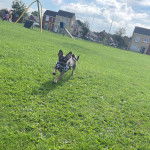 Un Jack-A-Ranian qui court sur une surface en gazon et qui porte un habit blanc-noir