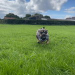 Photo d'un Jack-A-Ranian qui court sur une pelouse, la gueule l&eacute;g&egrave;rement entrouverte, et qui porte un habit blanc-noir.