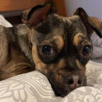 Gros plan d'un Jack-A-Ranian de pelage noir et fauve allong&eacute; et qui regarde la cam&eacute;ra 