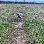 Un Jack-A-Ranian au pelage bicolore, marchant sur un sol sablonneux et portant un habit blanc et noir.