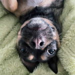 Un Jack-A-Ranian de pelage bicolore allong&eacute; sur le dos et qui fixe la cam&eacute;ra 