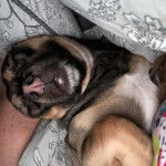 Un Jack-A-Ranian de pelage tricolore allong&eacute; sur le dos et qui semble dormir.