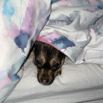 Un Jack-A-Ranian de pelage noir-fauve allong&eacute; sous une couverture et qui regarde la cam&eacute;ra