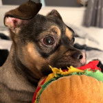  Un Jack-A-Ranian de pelage bicolore, assis et tenant un burger en peluche dans sa gueule.