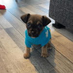 Un Jack-A-Ranian &agrave; la fourrure bicolore assis sur le sol en bois, v&ecirc;tu de bleu