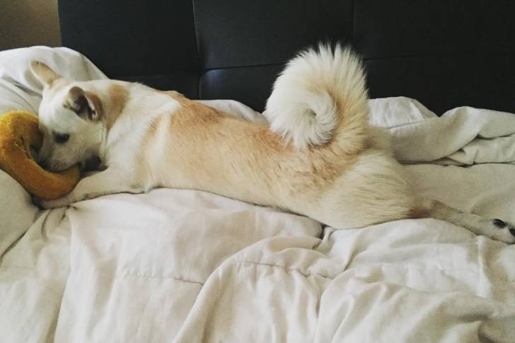 Un Jack-A-Ranian au pelage bicolore est allongé sur un lit, la queue enroulée. Il semble tenir un jouet dans sa gueule.