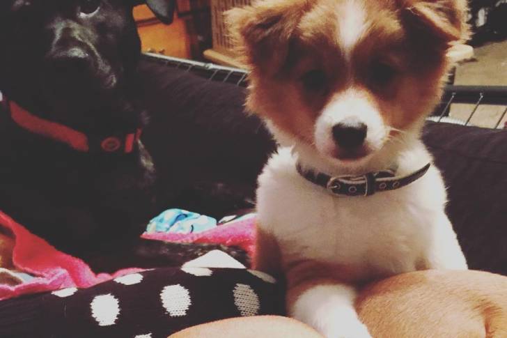 Un Jack-A-Ranian de pelage bicolore, allongé devant la caméra et portant un collier autour du cou.