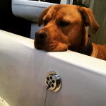 Un Bull Mastweiler de pelage fauve debout pose la tête sur le rebord d’une baignoire. Il porte un collier au cou.