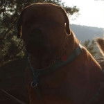 Un Bull Mastweiler assis , porte un collier et un harnais bleu et qui fixe la caméra 