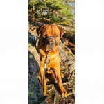 Un Bull Mastweiler de pelage fauve, debout sur des rochers, est tenu en laisse et fixe la caméra.