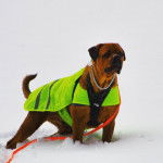 Un Bull Mastweiler de pelage fauve, debout dans la neige, vêtu d’un habit vert, d’un harnais et d’un collier au cou.