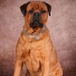 Un Bull Mastweiler à la fourrure fauve qui fixe la caméra et porte un collier autour du cou.