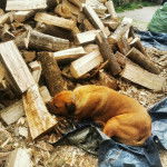 Un Bull Mastweiler au pelage fauve, allongé sur le ventre , porte un collier au cou et semble dormir.