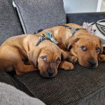 Deux Bulls Mastweiler de pelage fauve , allongés. Ils portent des harnais et fixent tous les deux un objectif.