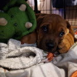 Un petit Bull Mastweiler de pelage fauve allongé et qui regarde la caméra 