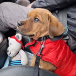 Un Bull Mastweiler au pelage fauve assis dans un véhicule, vêtu d’un habit rouge et tenu par une laisse noire.