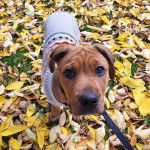 Un Bull Mastweiler debout sur un sol jonché de fleurs, habillé en bleu