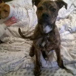 Un Bull Mastweiler de pelage bicolore assis sur un lit et porte un collier au cou  