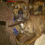 Deux Bull Mastweiler, de pelage fauve , se tiennent allongé et fixent la caméra.L'un porte un collier autour de son cou.