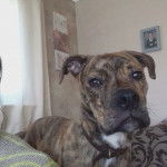 Un Bull Mastweiler à pelage tricolore est allongé en fixant la caméra et porte un collier au cou.