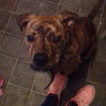 Photo d’un Bull Mastweiler à pelage tricolore assis sur un sol carrelé et portant un collier autour du cou.