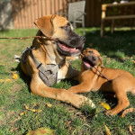 Deux Bull Mastweiler au pelage fauve, dont l’un porte un harnais. Ils sont allongés sur une surface en gazon et tiennent une branche dans leur gueule.