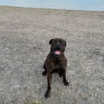 Un Bull Mastweiler de pelage noir assis au bord d’un lac, ouvrant la gueule et portant un collier autour du cou.