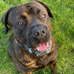 Un Bull Mastweiler au pelage bicolore est assis sur une surface gazonnée, et il ouvre légèrement la gueule.