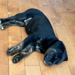 Un Bull Mastweiler de pelage noir allongé sur un sol carrelé et qui semble dormir 