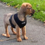 Un petit Bull Mastweiler de pelage bicolore debout et portant un harnais noir 