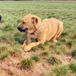 Un Bull Mastweiler de pelage fauve, allongé, tient une courgette entre ses pattes et porte un collier autour du cou.