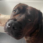 Un Bull Mastweiler de pelage bicolore assis et qui regarde la caméra 