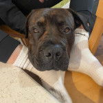 La tête d’un Bull Mastweiler au pelage noir, posée sur les pieds de son propriétaire, regarde fixement la caméra.