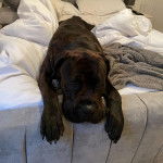 Un Bull Mastweiler au pelage noir, allongé et qui semble détendu