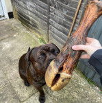 Photo d’un Bull Mastweiler de pelage noir assis et qui semble vouloir manger.