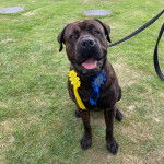 Un Bull Mastweiler de pelage noir assis sur une surface en gazon, avec sa gueule légèrement ouverte et décorée de bleu et de jaune.