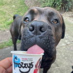 Un Bull Mastweiler de pelage bicolore, debout et en train de boire un pot de yaourt