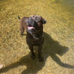 Un Bull Mastweiler à poil fauve, debout dans l’eau et qui tire la langue