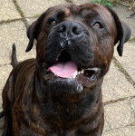 Un Bull Mastweiler de pelage bicolore assis sur un sol pavé et qui ouvre légèrement sa gueule 