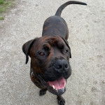 Un Bull Mastweiler de pelage noir aux oreilles tombantes debout sur une route goudronnée, avec sa gueule ouverte.