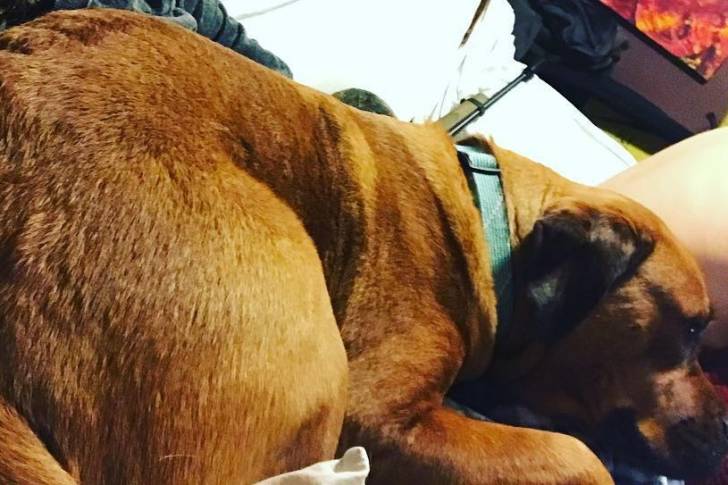 Un Bull Mastweiler au pelage fauve allongé, qui semble dormir et porte un collier bleu au cou.