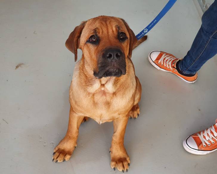 Un chiot Bull Mastweiler au pelage fauve, assis aux pieds de son maître