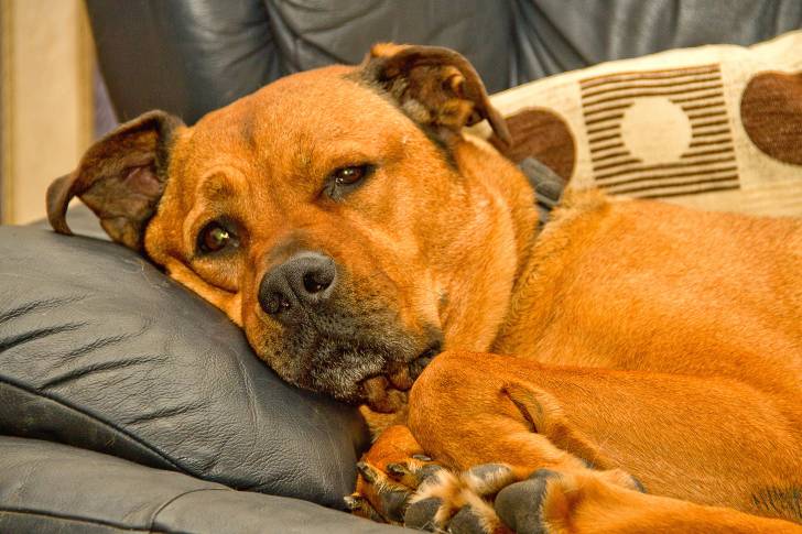 Un Bull Mastweiler au pelage fauve, la tête reposée sur l'accoudoir d’un canapé