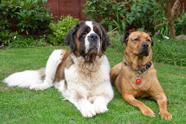 Un Bull Mastweiler au pelage fauve et un Saint-Bernard, allongés côte à côte sur une pelouse
