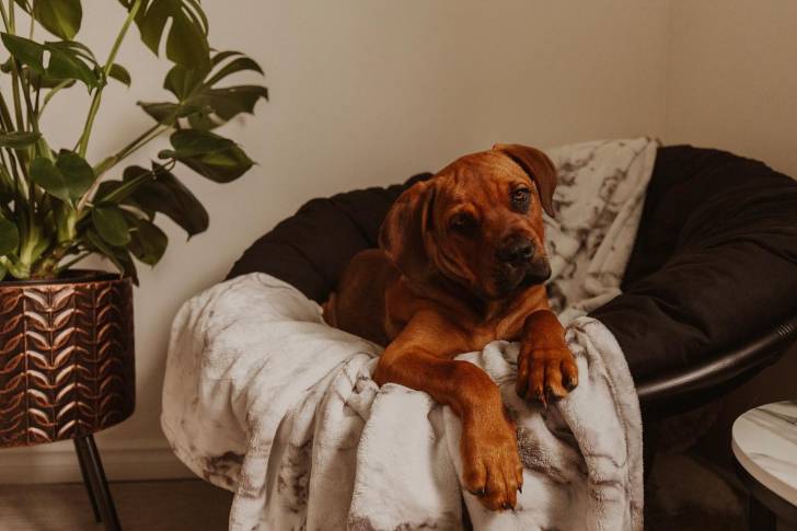 Un Bull Mastweiler de pelage noir et fauve , allongé dans sa couchette et qui regarde la caméra 
