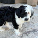 Un Sheepadoodle sur un sol carrelé et semblant détendu 