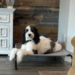 Un Sheepadoodle allongé et portant un collier autour du cou