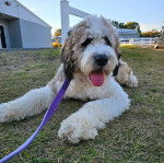 Un Sheepadoodle tirant la langue et qui est tenu en laisse 
